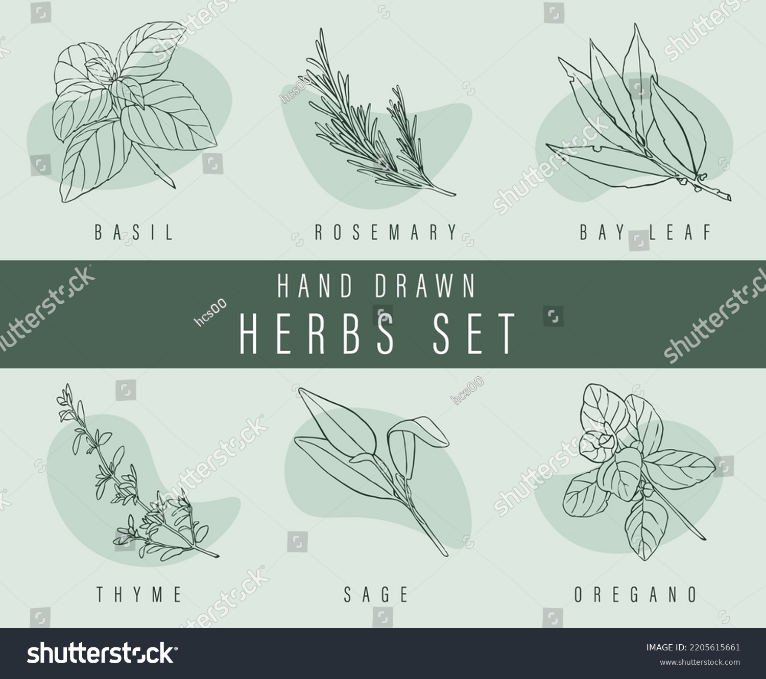 Hand drawn herbs set, vector illustration for labels - basil, rosemary, bay leaf, thyme, sage, oregano - common culinary spices seasoning #2205615661