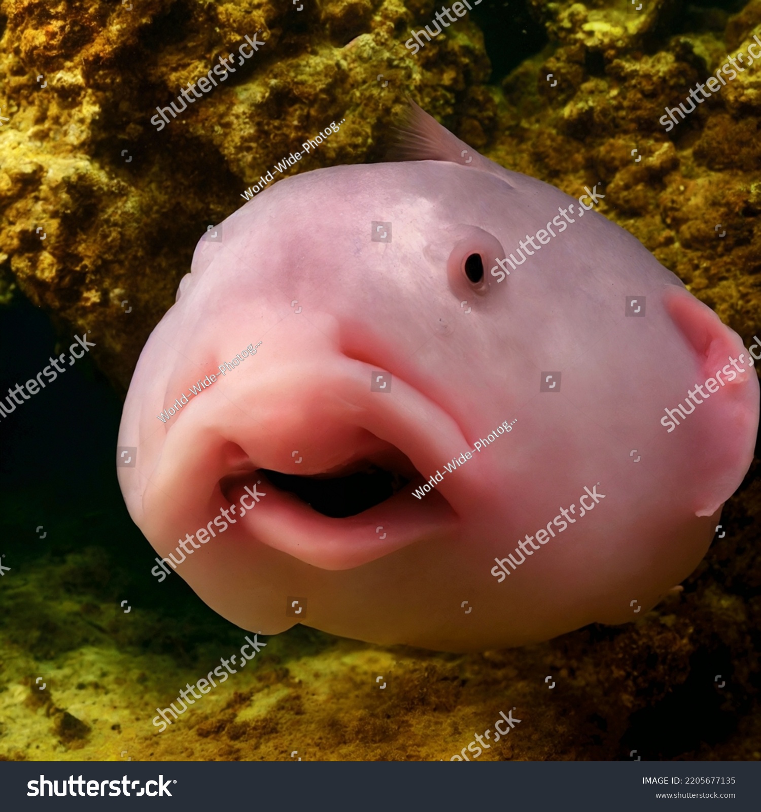 Photo of a Blobfish - World's ugliest fish #2205677135