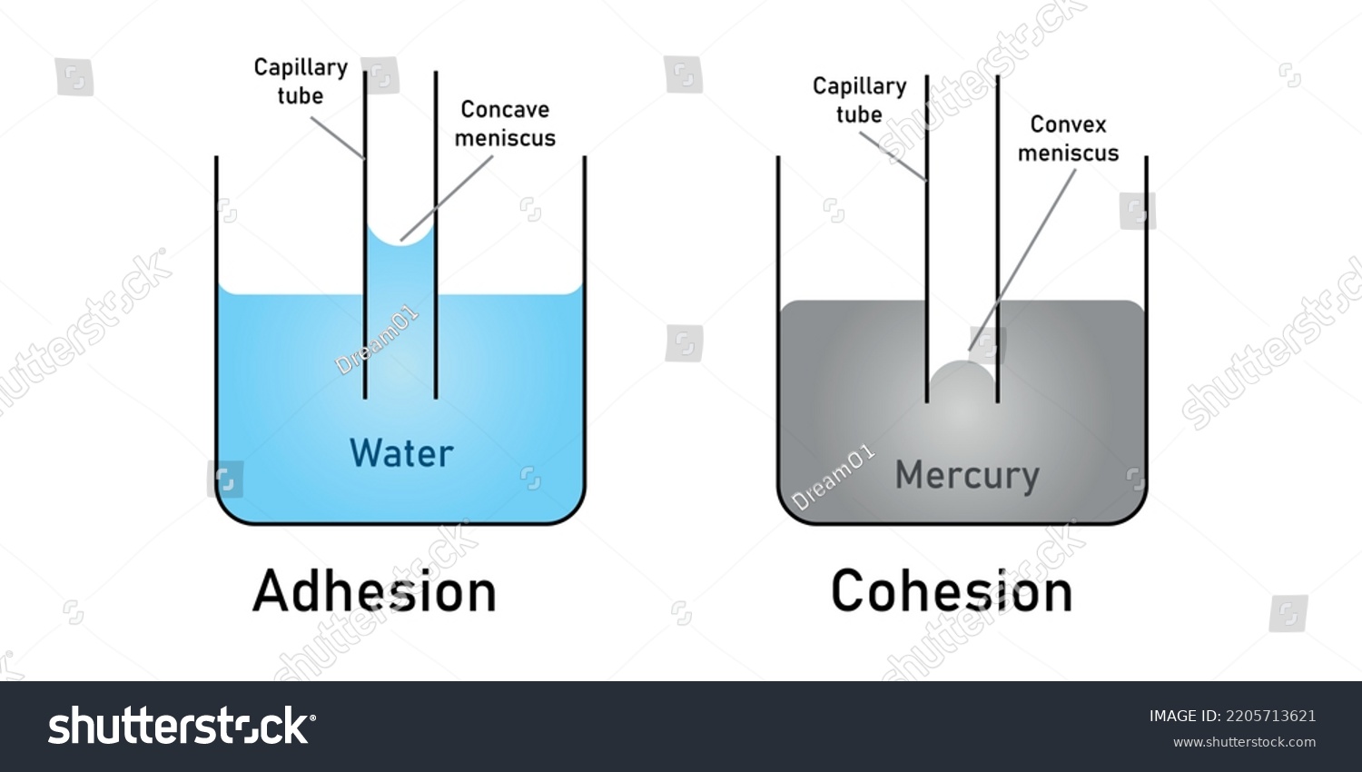 adhesion-and-cohesion-of-water-royalty-free-stock-vector-2205713621