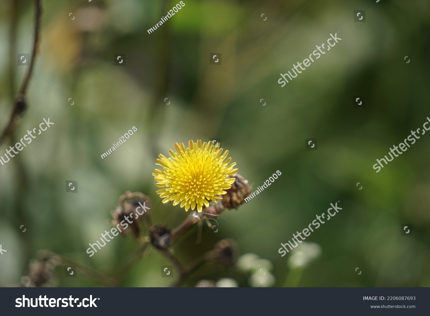 Sonchus oleraceus is a species of flowering plant in the tribe Cichorieae of the family Asteraceae.common names includes sowthistle, sow thistle, smooth sow thistle, annual sow thistle, hare's colwort #2206087693