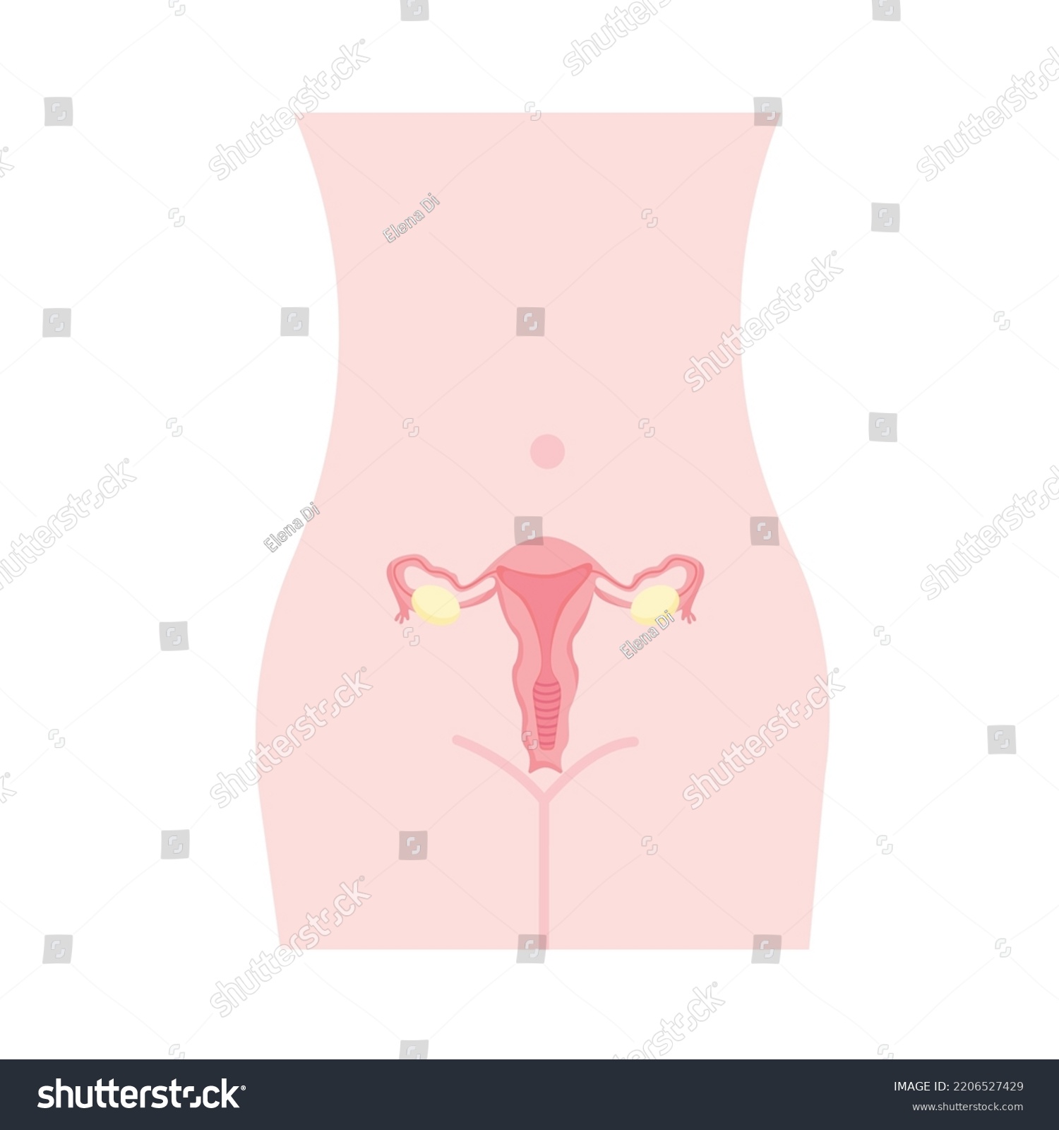 Female Genital Organs Female Body Vector Royalty Free Stock Vector 2206527429 0593