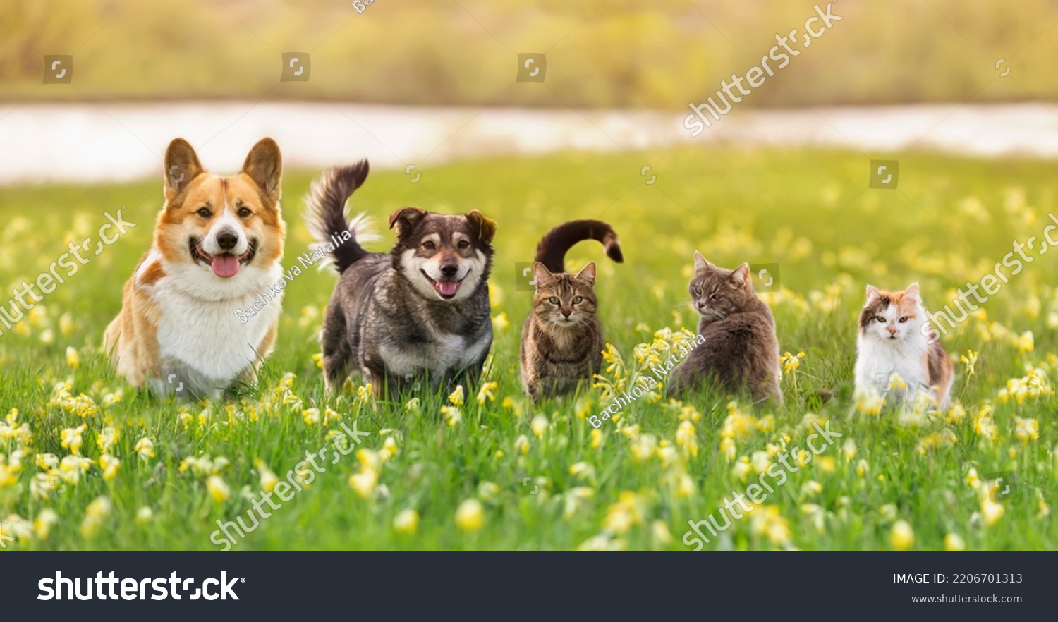 various fluffy dog and cat friends are sitting on the green grass in a sunny spring meadow #2206701313