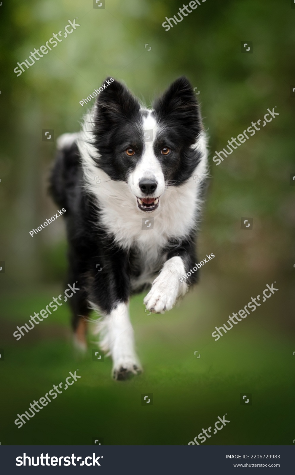 border collie dog beautiful portrait outdoors in spring #2206729983