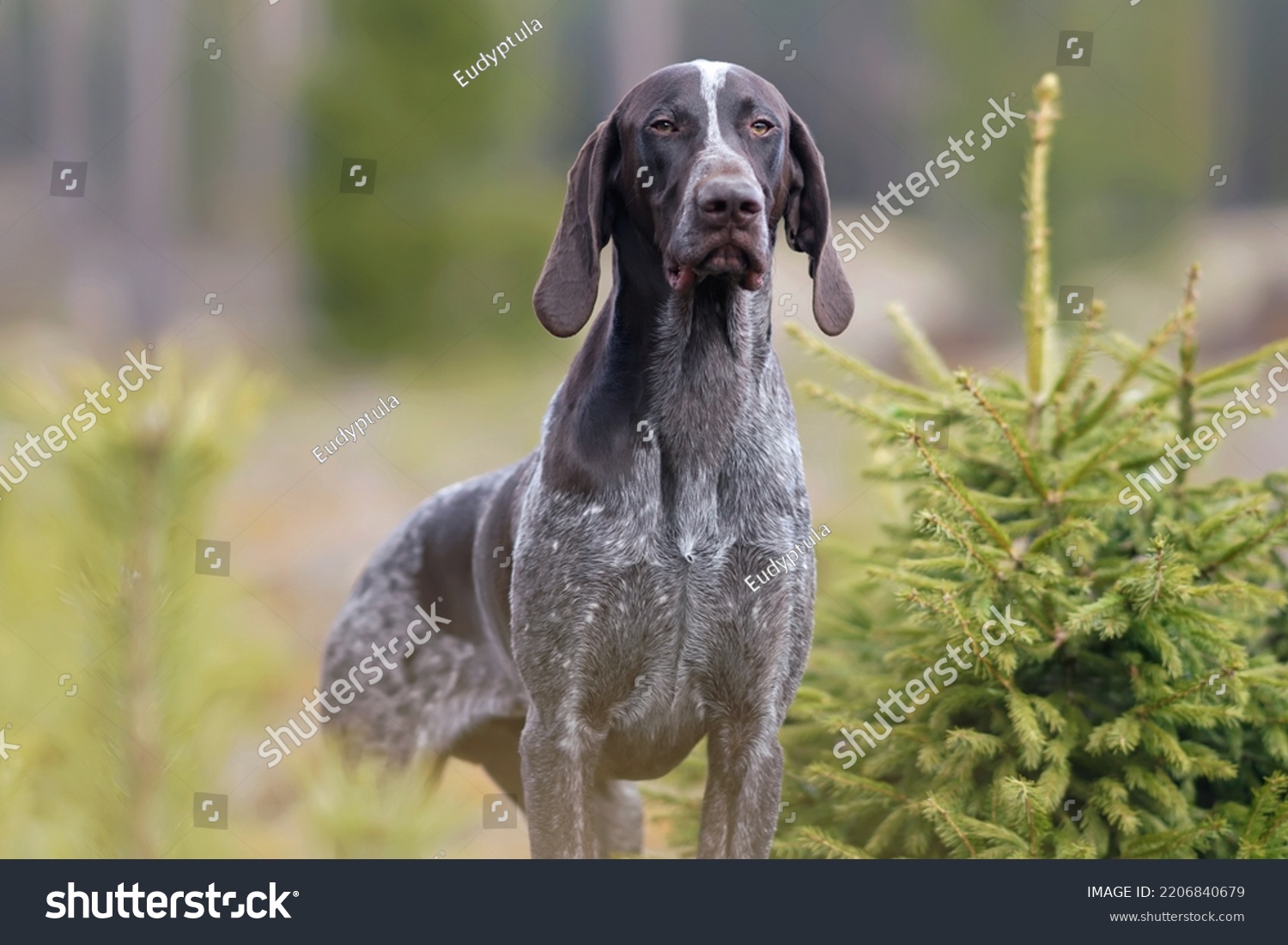 The portrait of a very serious brown marble German Shorthaired Pointer dog posing outdoors near coniferous trees in a forest in spring #2206840679