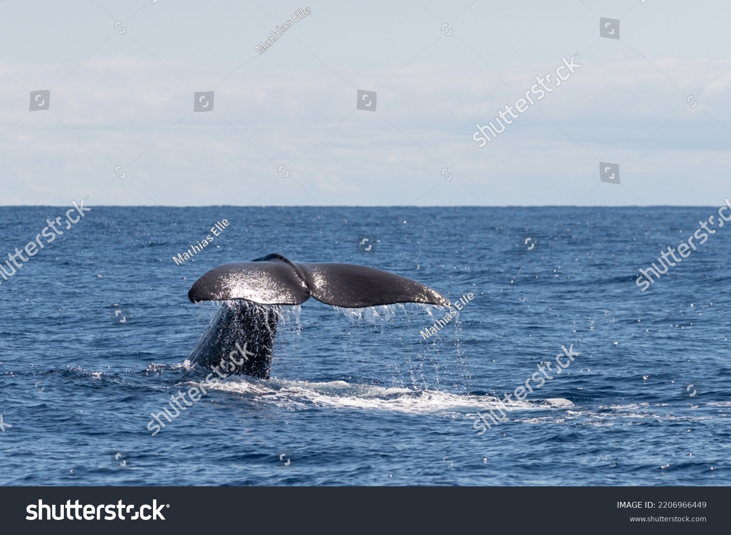 Sperm whale in the Atlantic off the island of Sao Miguel in the Azores #2206966449