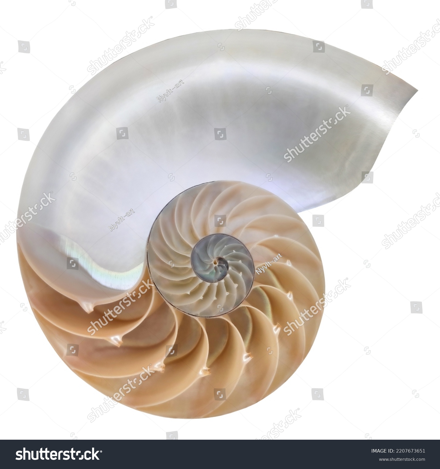 Nautilus pompilius, living fossil mollusca. Chambered Nautilus shell cutaway isolated on white #2207673651