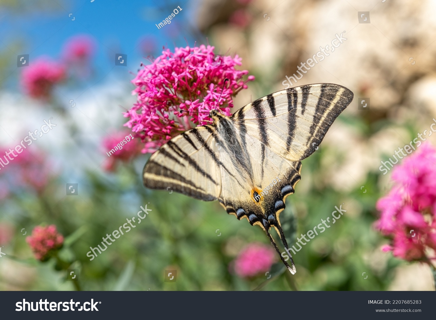 Scarce Swallowtail (Iphiclides podalirius) foraging for nectar on a flower in a garden. Cevennes, France. #2207685283