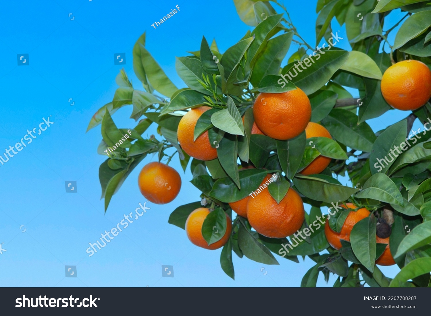 Bitter orange tree (Citrus aurantium) in Athens, Greece ,against blue sky #2207708287