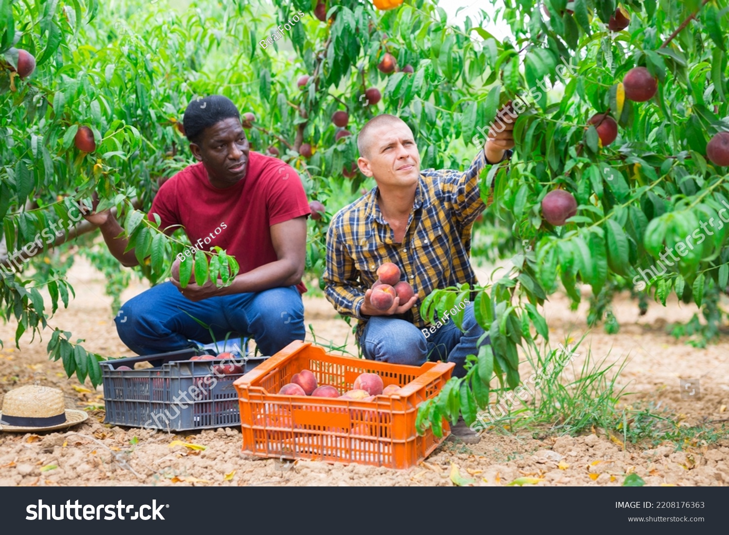 Two workers harvest ripe peaches together in an orchard #2208176363