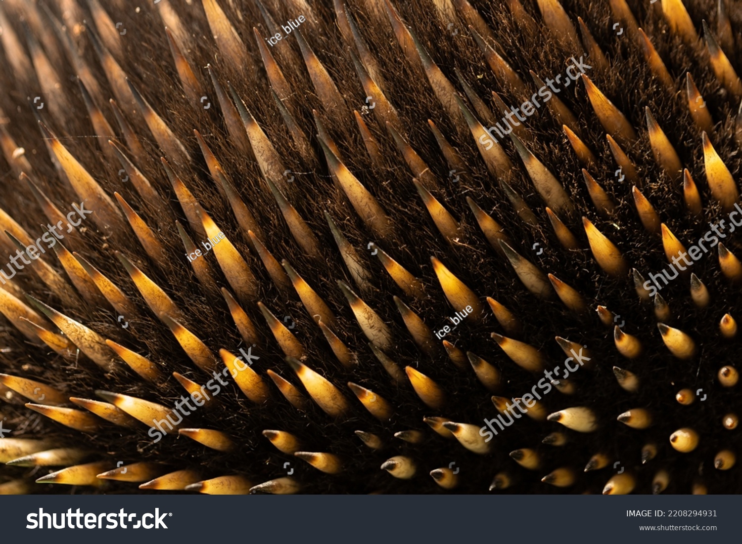 A close up shallow depth of field macro photo of the hair and quill spines of an Australian monotreme echidna (Tachyglossidae) #2208294931