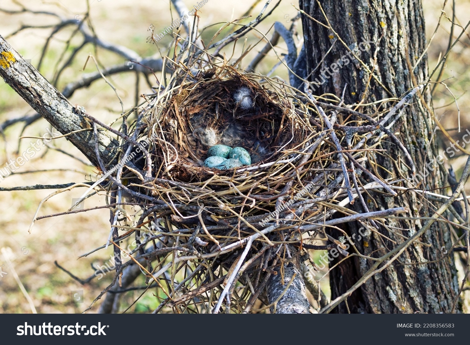 Nidology, study of birds nest. Hooded crow (Corvus cornix) nest. Clutch of 4 eggs. Hatching tray is made of grass, bast and lined with muskrat and hare fur #2208356583