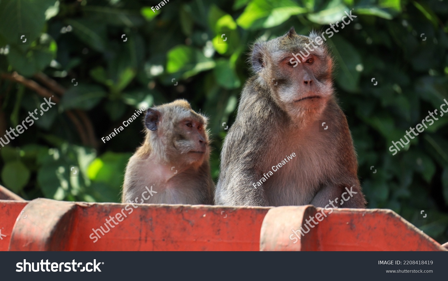 Couple of Monkeys waiting to be fed from tourist in Botanical Garden of Mount Tidar #2208418419