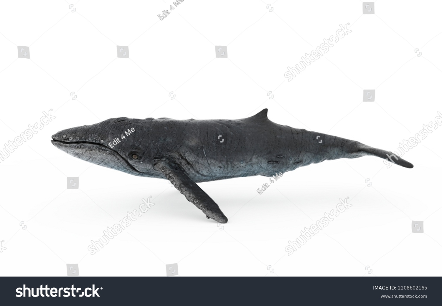 whale swimming on white background #2208602165
