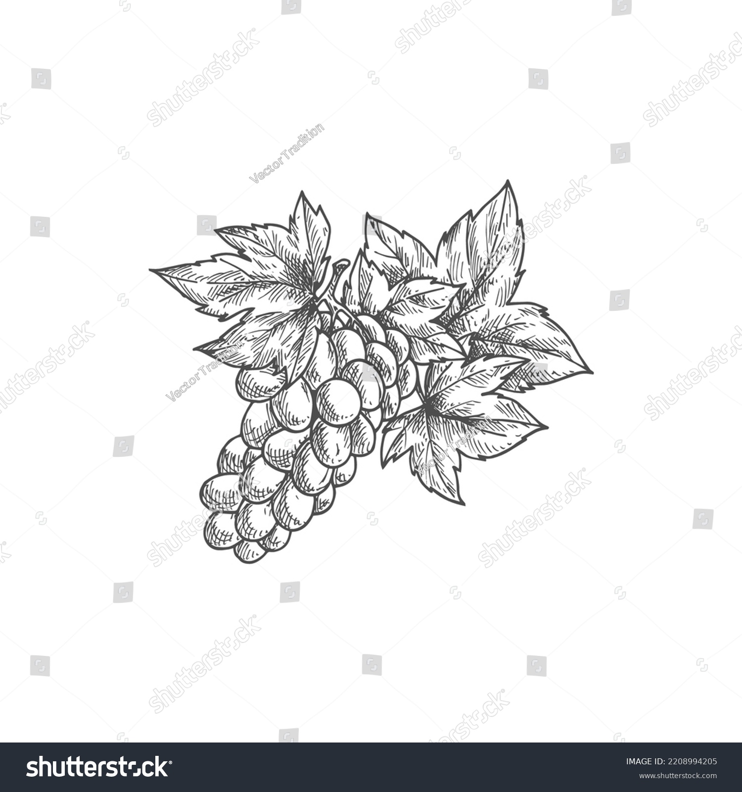 Bunch of pink grape isolated ripe red berries. Vector muscat or cardinal grapes, berries on cluster #2208994205