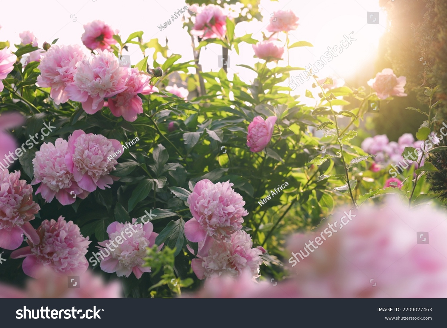 Blooming peony plant with beautiful pink flowers outdoors #2209027463