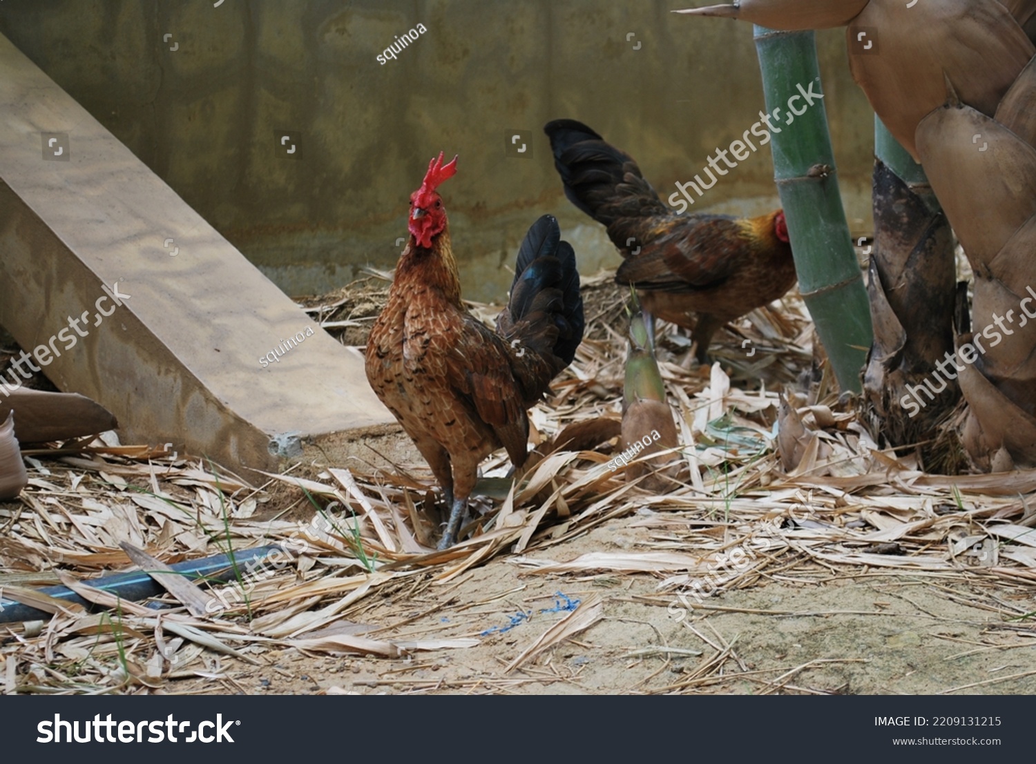 Rosecomb Brown Bantam Chickens in Bamboo Woods #2209131215
