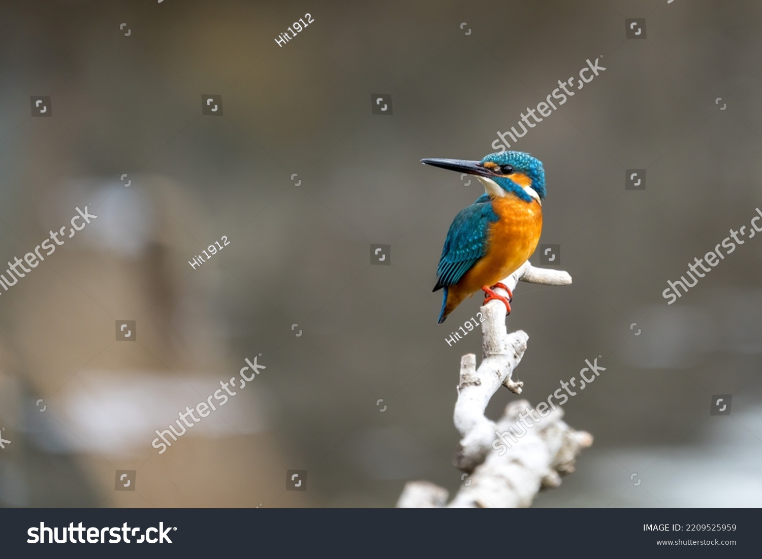 Close up image of male common Kingfisher perching on a tree branch. #2209525959
