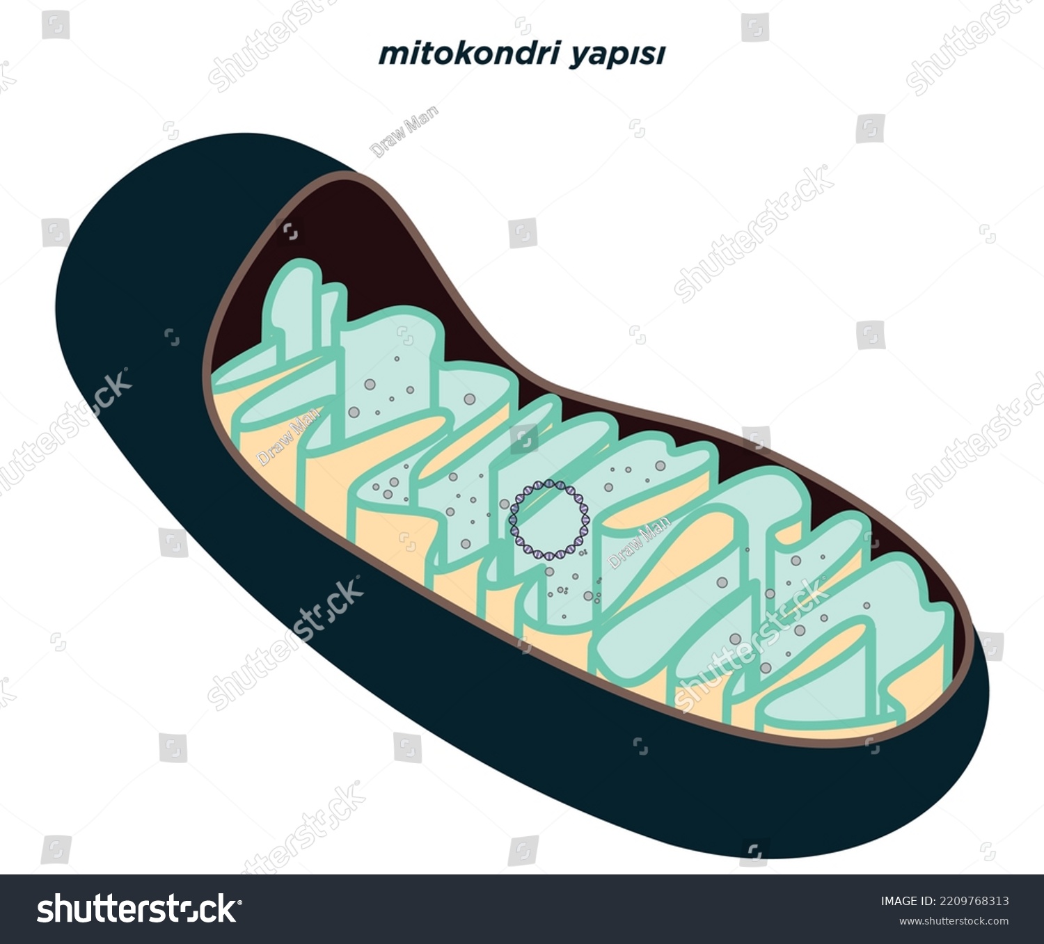 Vector Diagram Of Mitochondria Section View Royalty Free Stock