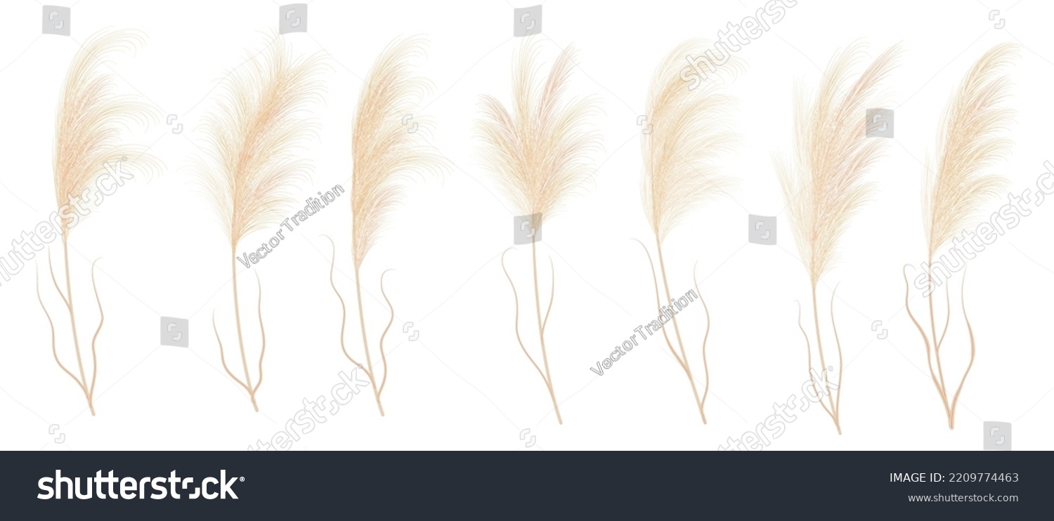 Pampass grass isolated vector plant branches. Dry Panicle Cortaderia selloana floral elements, wild herbs. Flowers with feather head plumes, natural pampass grass wildflowers #2209774463