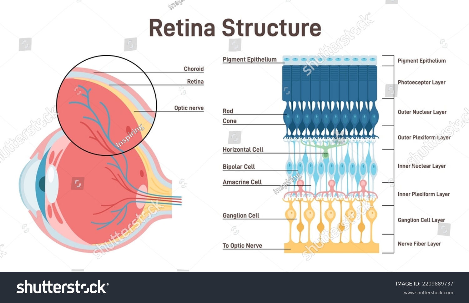 Eye Retina Anatomy. Human Vision Organ Cross - Royalty Free Stock ...