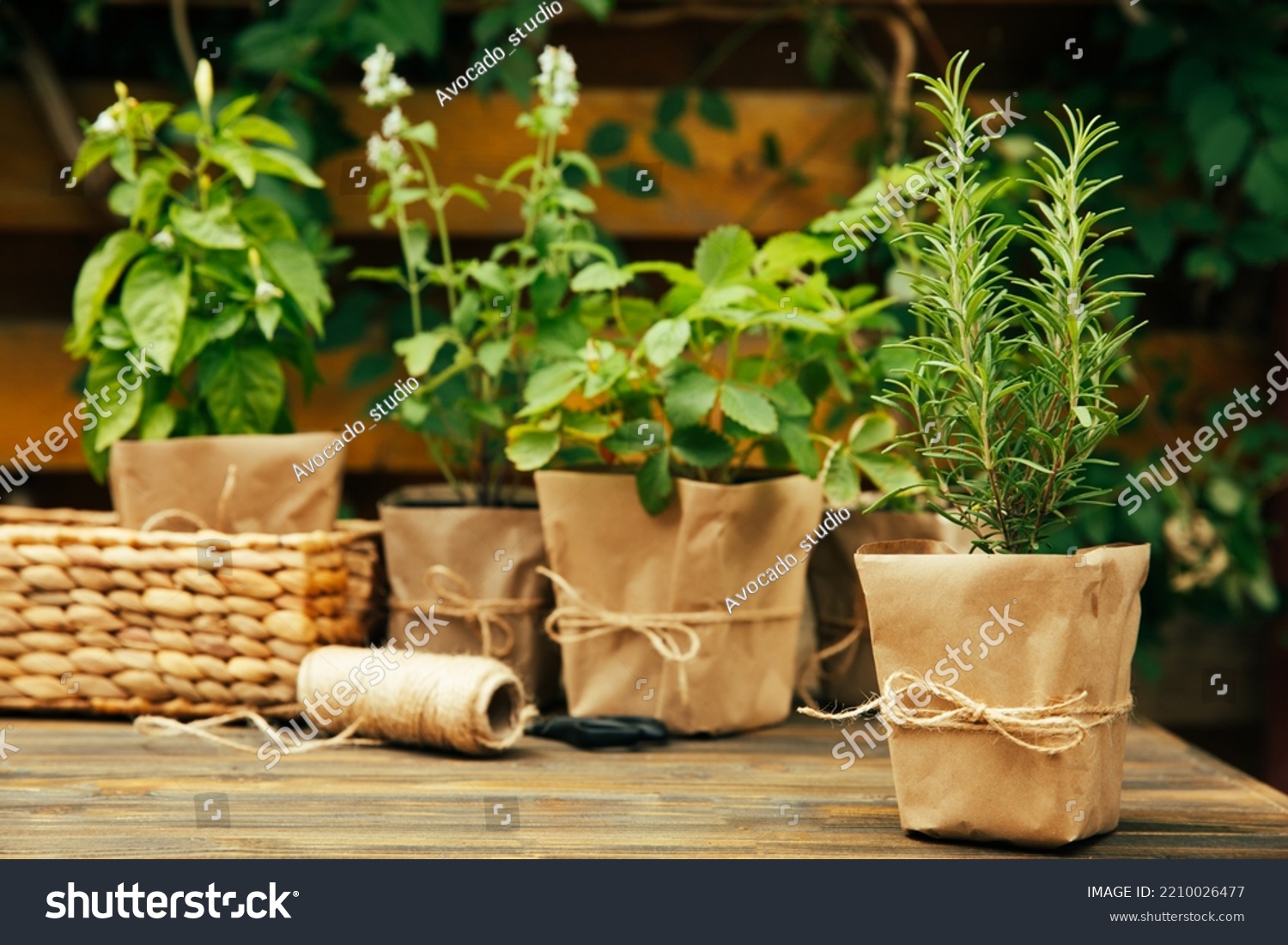 Potted fresh garden herbs.Rosemary, mint, pepper and strawberry in brown paper package.Spicy spice and herb seedling.Assorted fresh herbs in a pot.Home aromatic and culinary herbs.Copy space. #2210026477