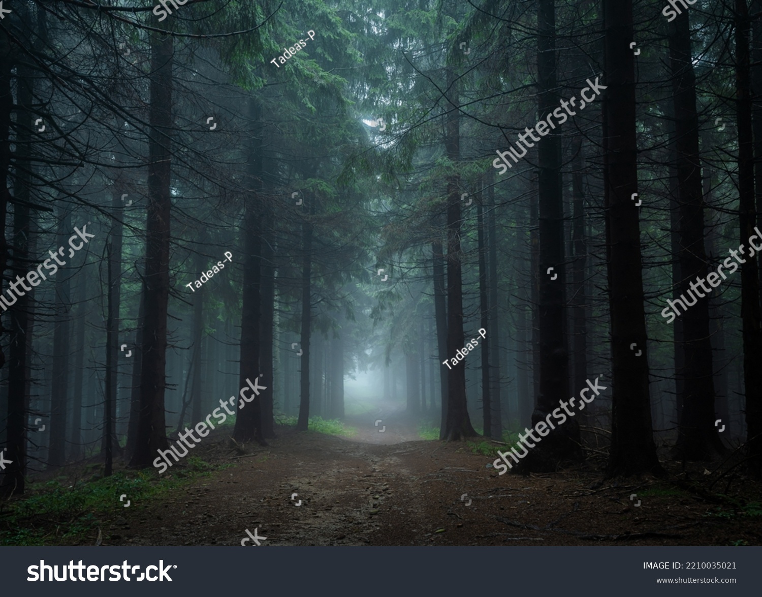 Gloomy and dark forest road during a foggy morning with the best mystic atmosphere in the east of Bohemia. #2210035021