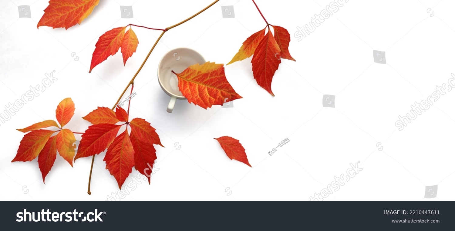 Fall red leaves with white coffee cup isolated on white background. Top view for seasonal concept. #2210447611