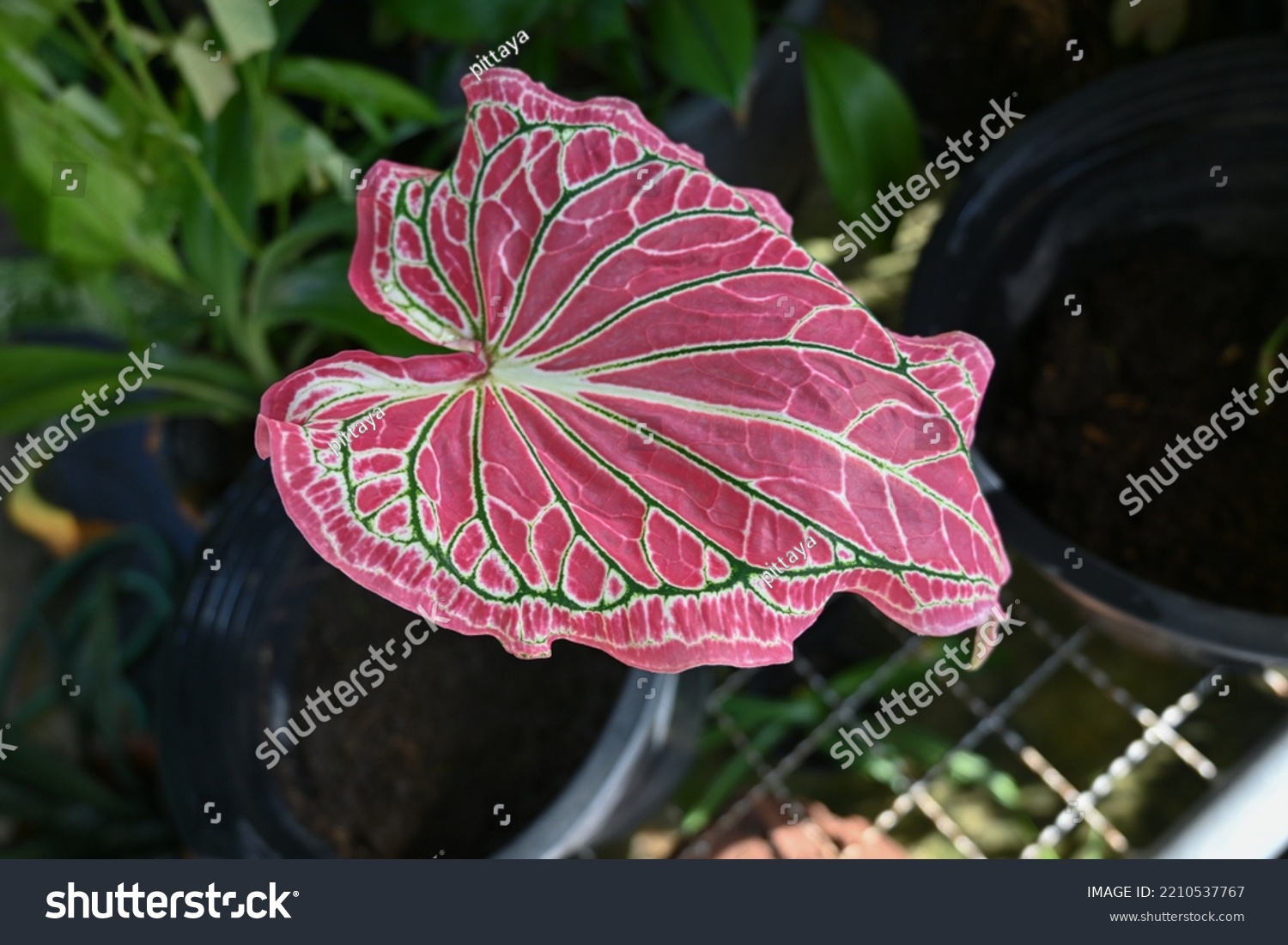 Close up view of  Caladium bicolor with pink leaf and green veins (Florida Sweetheart) #2210537767