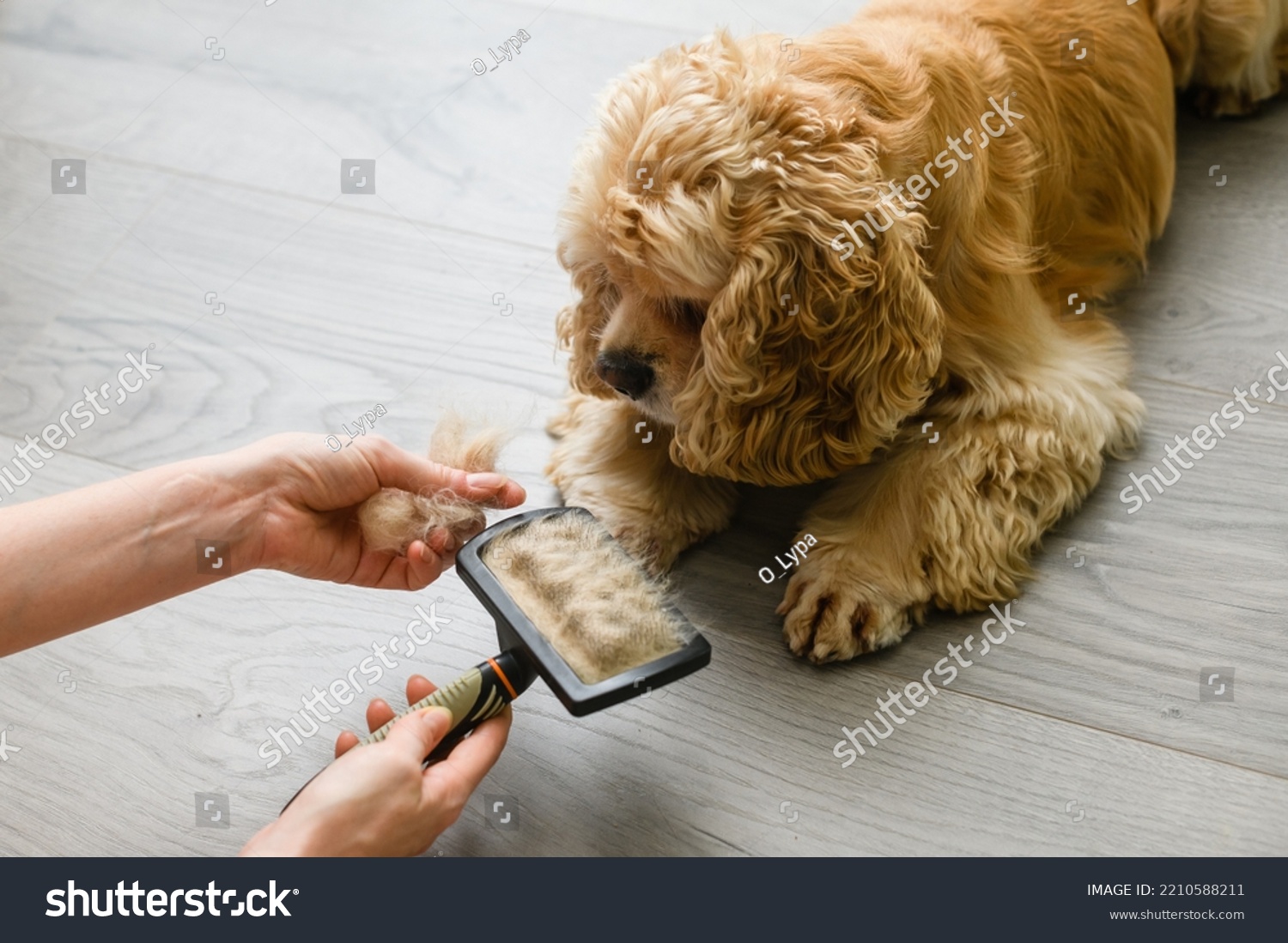 Woman brushing her dog. Pet care concept. Adorable American Cocker Spaniel lying on the floor at home. #2210588211