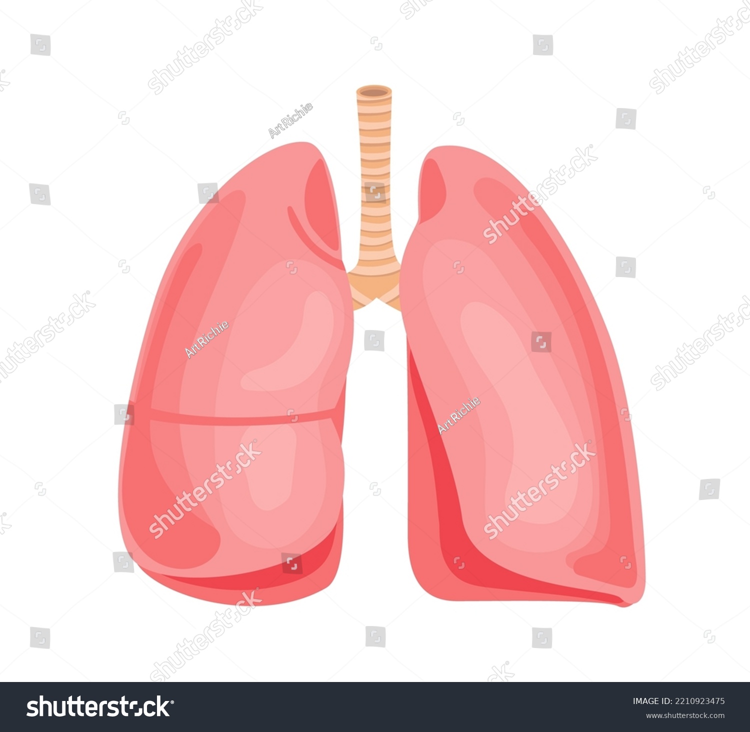 Human Lungs vector illustration. Internal Organ - Royalty Free Stock ...