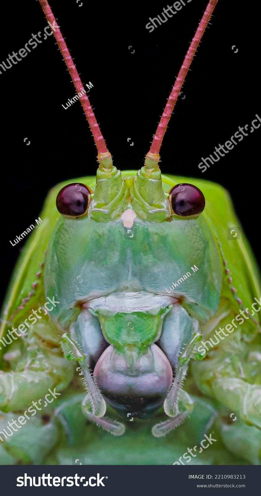 Portrait of a giant katydid #2210983213