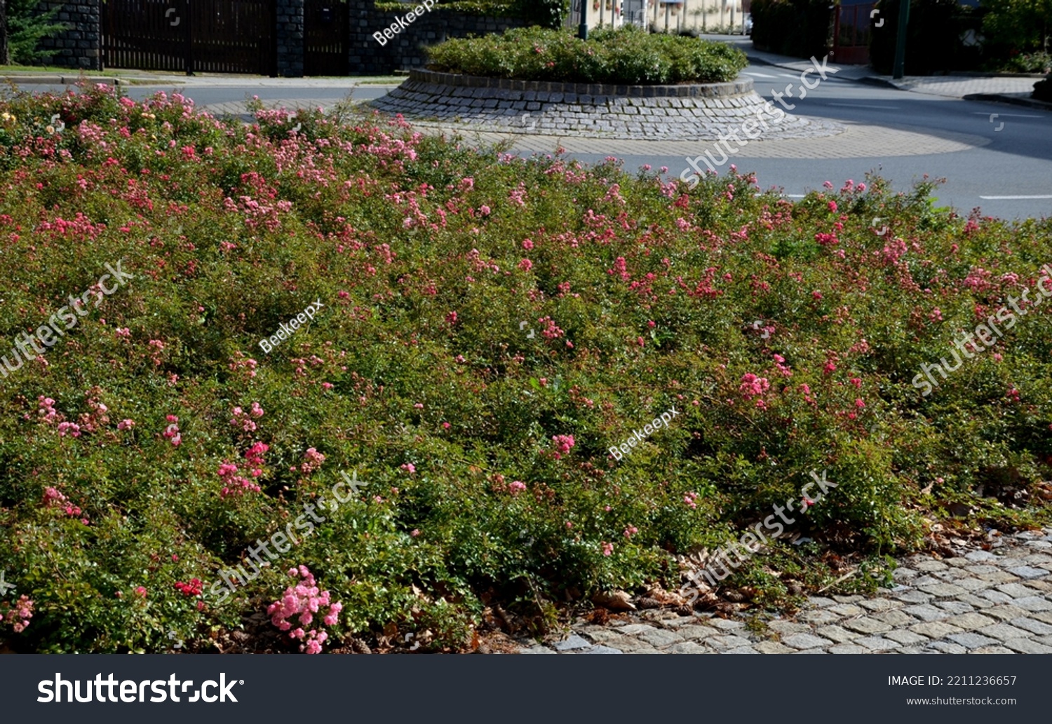 Ground cover roses are characterized by compact low growth. The shoots may be upright at first, but soon spread over the surface and sometimes form longer lying tendrils #2211236657