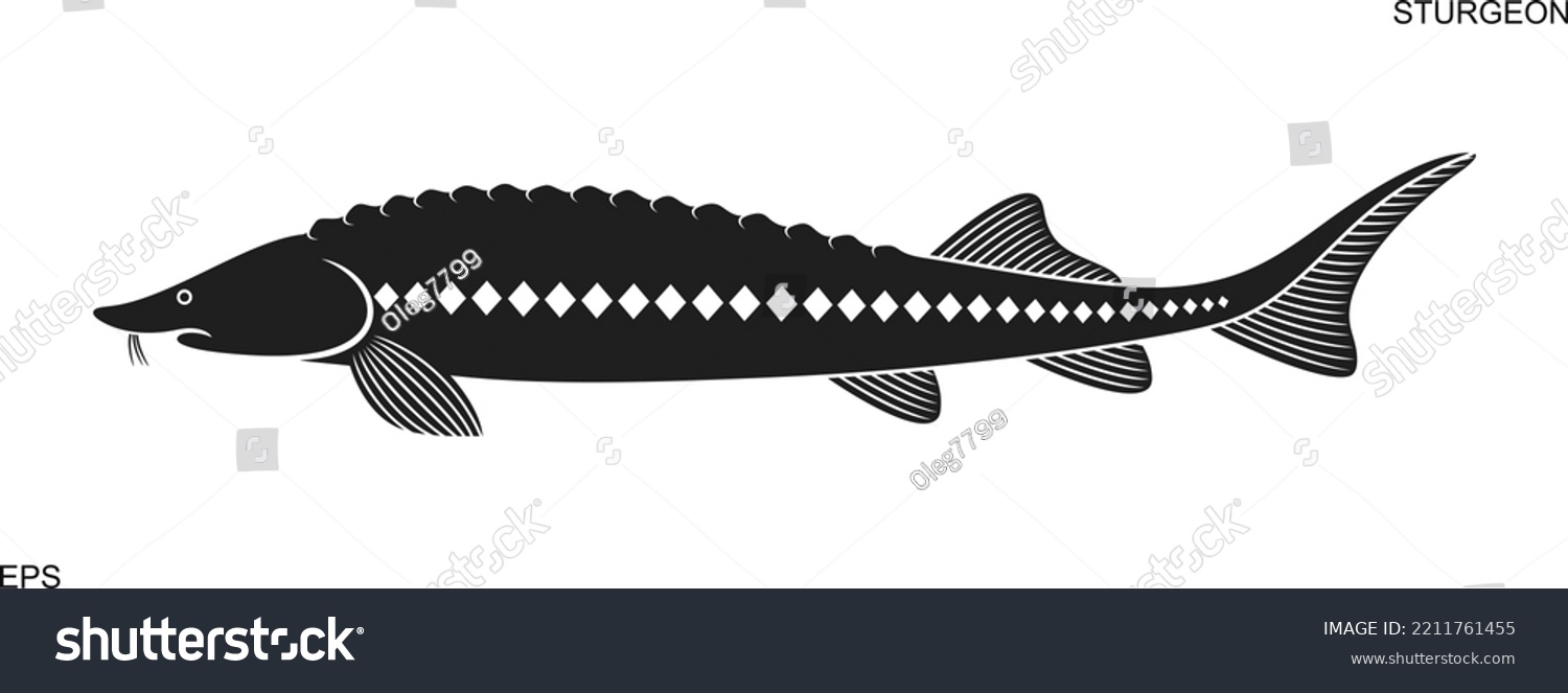 Sturgeon logo. Isolated sturgeon on white - Royalty Free Stock Vector ...