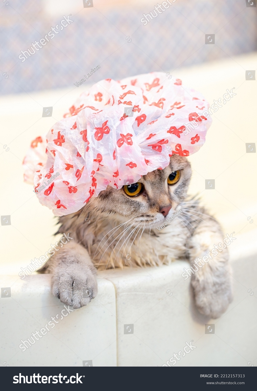 Bathing animals, grooming, combing, drying and styling cats, combing wool. A beautiful British cat in a shower cap bathes in the bath. Animal care. Animal care. #2212157313