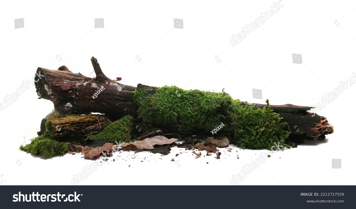 Rotten wet branch with green moss and lichen, leaves isolated on white #2212727559