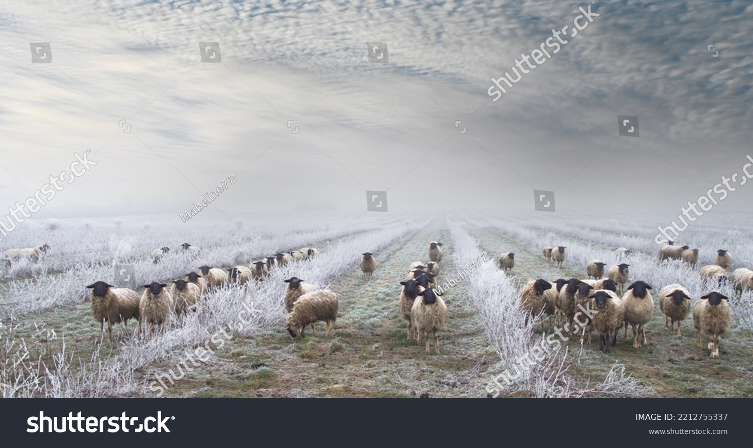 weed control with herd of sheep in the snow. Grazing Animals, Sheep Herd in a plantation of Aronia shrubs, chokeberry - fruits. freezing rain storm with fog in Winter frosty landscape covered by ice  #2212755337
