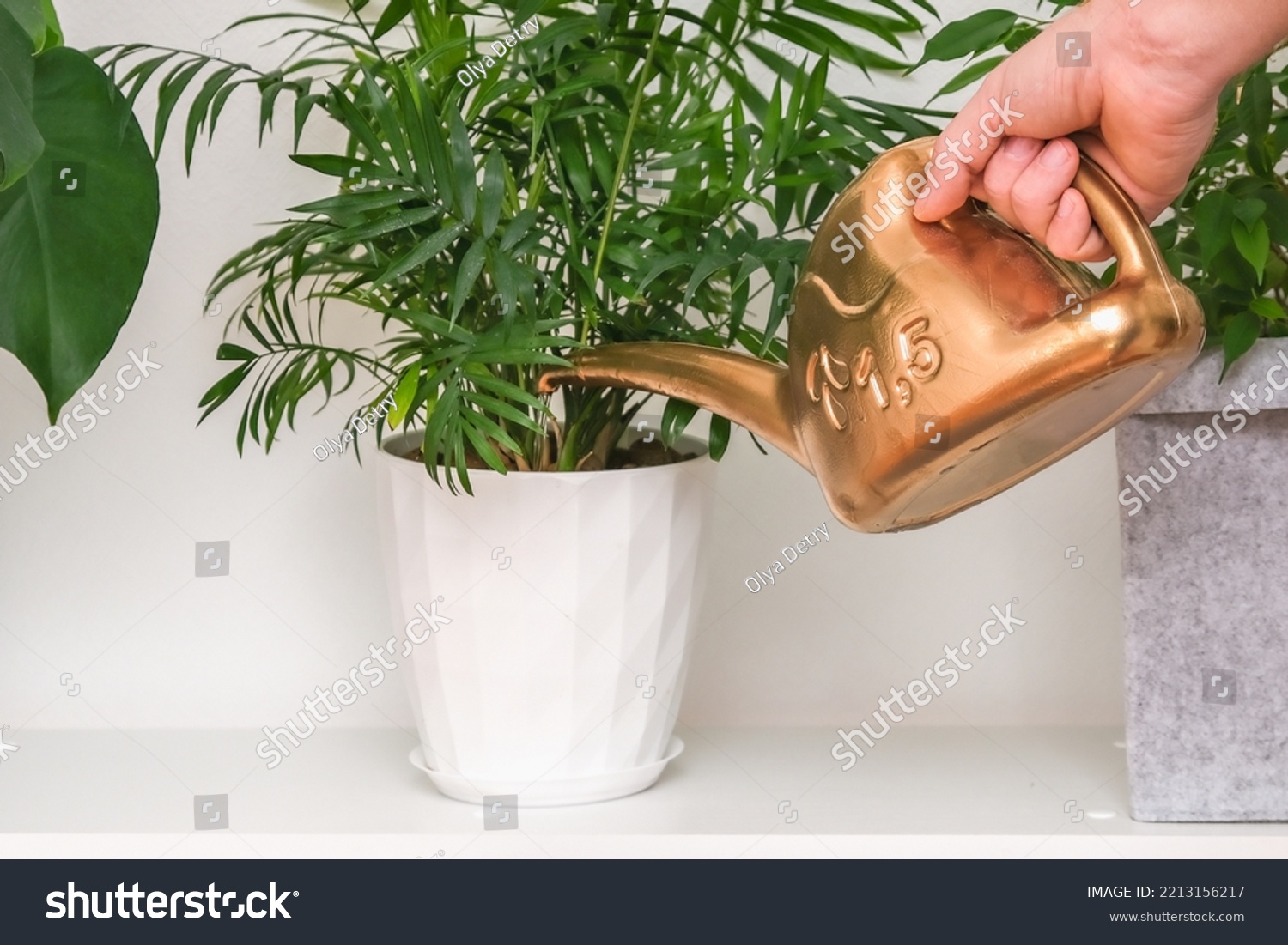 A man pours water from a plastic watering can Chamaedorea elegans, Neanthe bella, Parlour Palm. Watering of domestic plants. Home garden. Parlor Palm. #2213156217