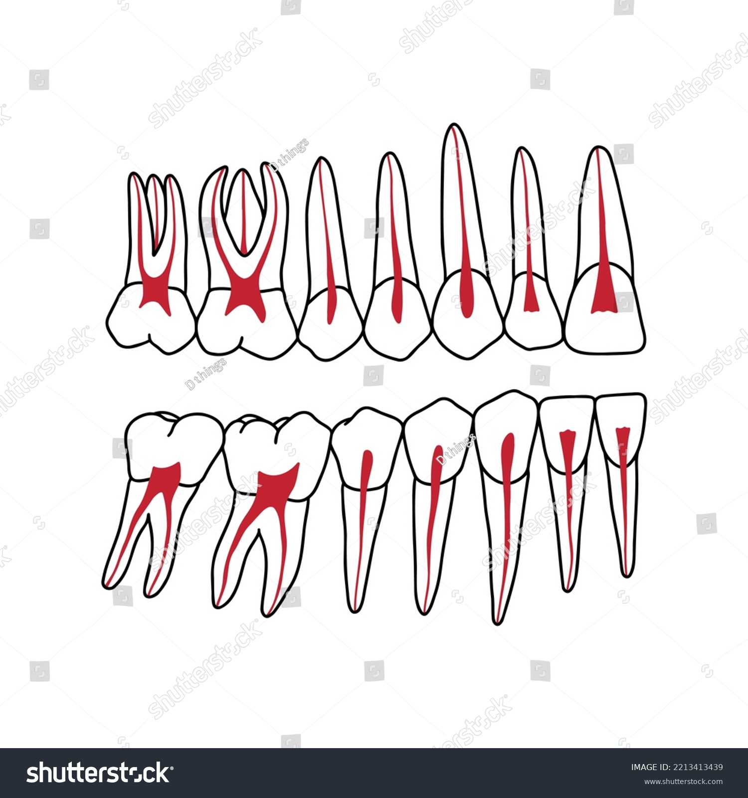 Crosssection of human teeth showing nerves. Royalty Free Stock