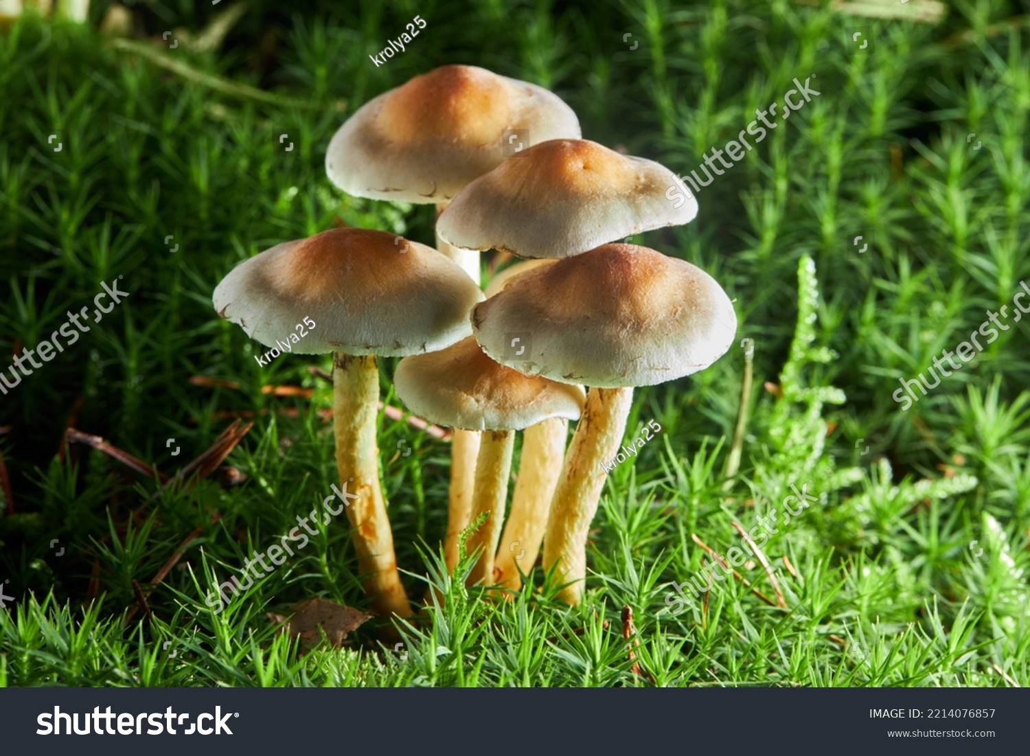 Inedible sulfur tuft or clustered woodlover. Hypholoma fasciculare, sulphur tuft or clustered woodlover. Poisonous mushrooms growing in green moss on fallen tree trunk #2214076857