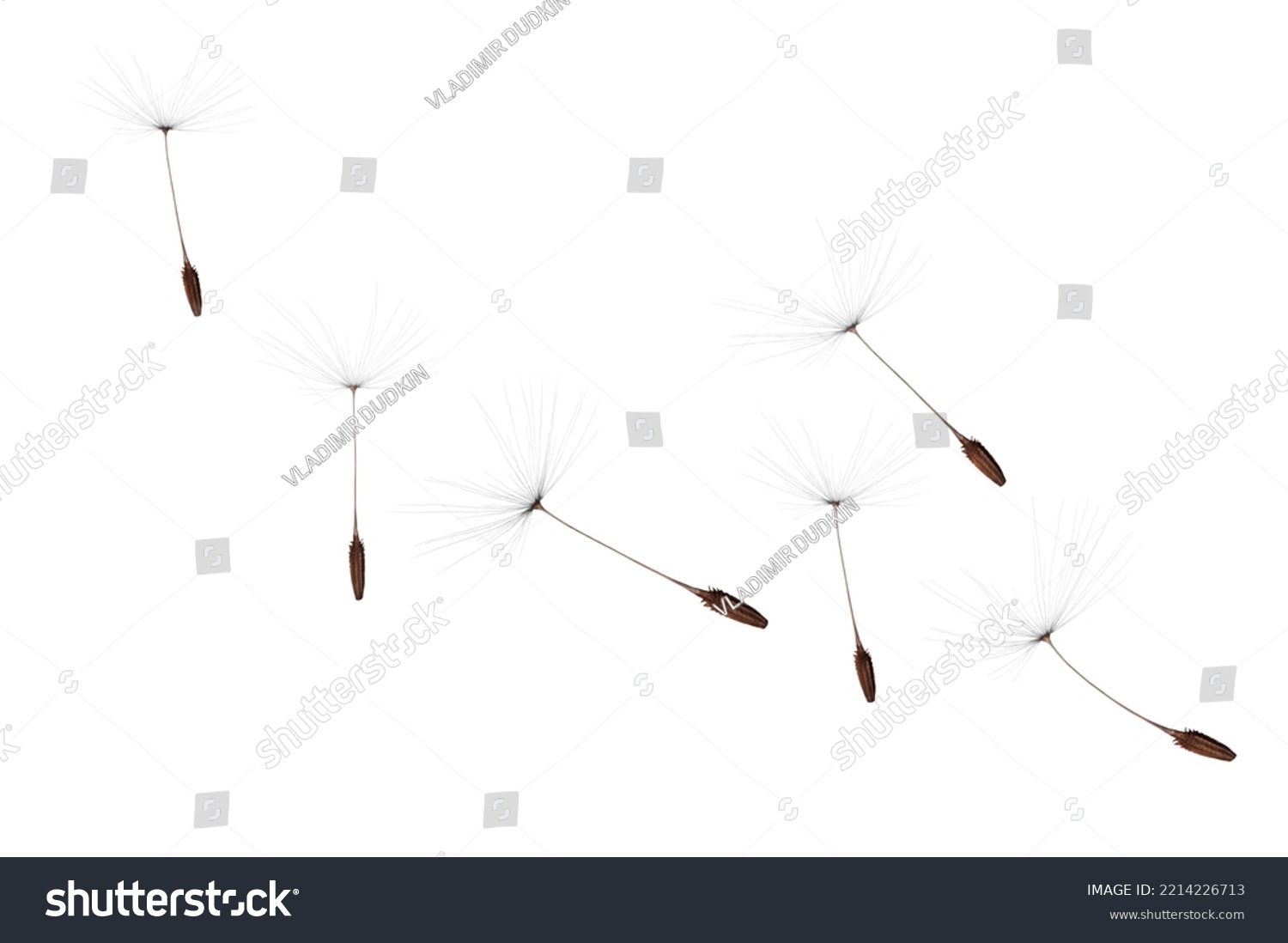 Blowing of dandelion seeds in a white background #2214226713