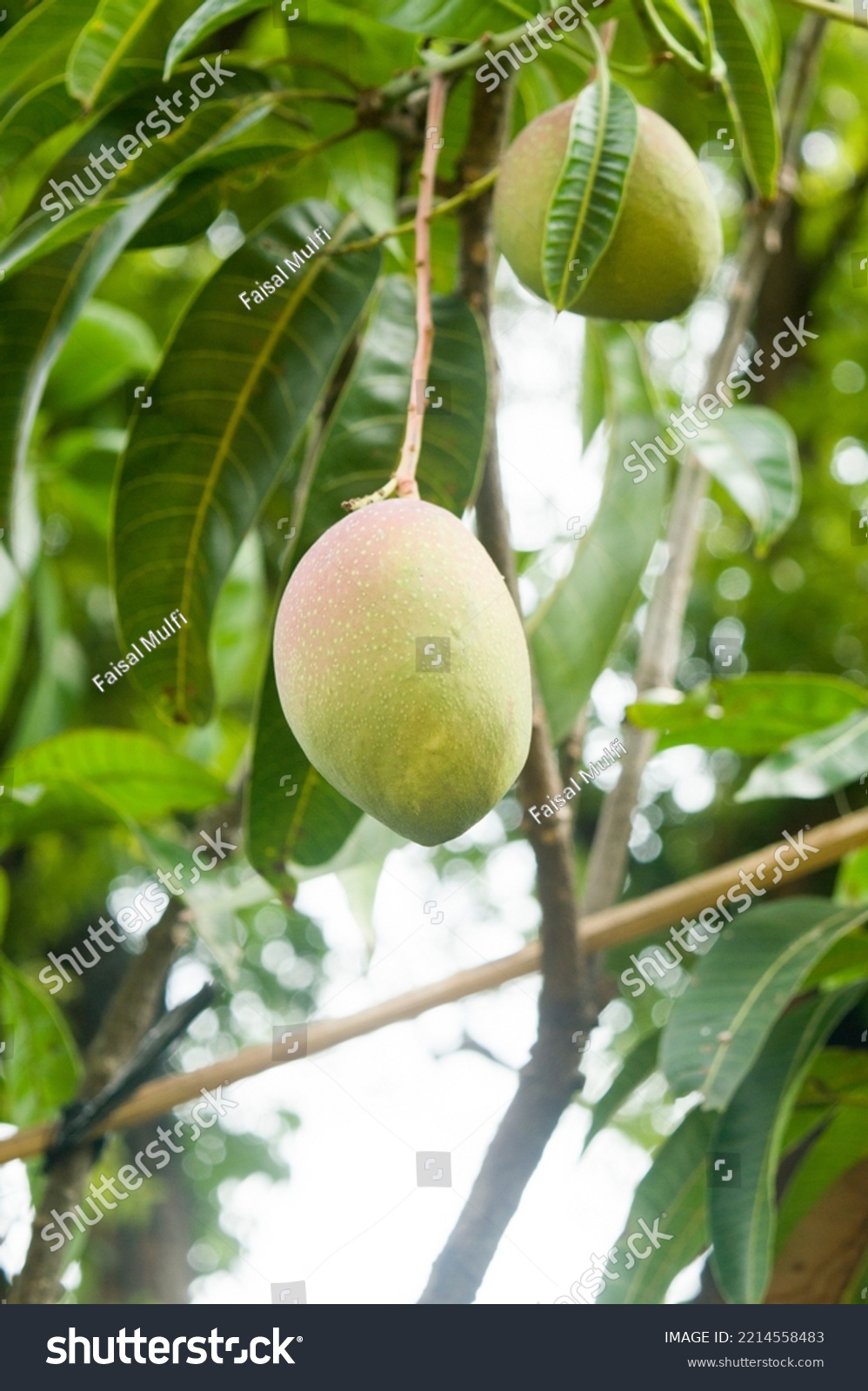 two yuwen mangoes bear fruit on the grafted tree #2214558483