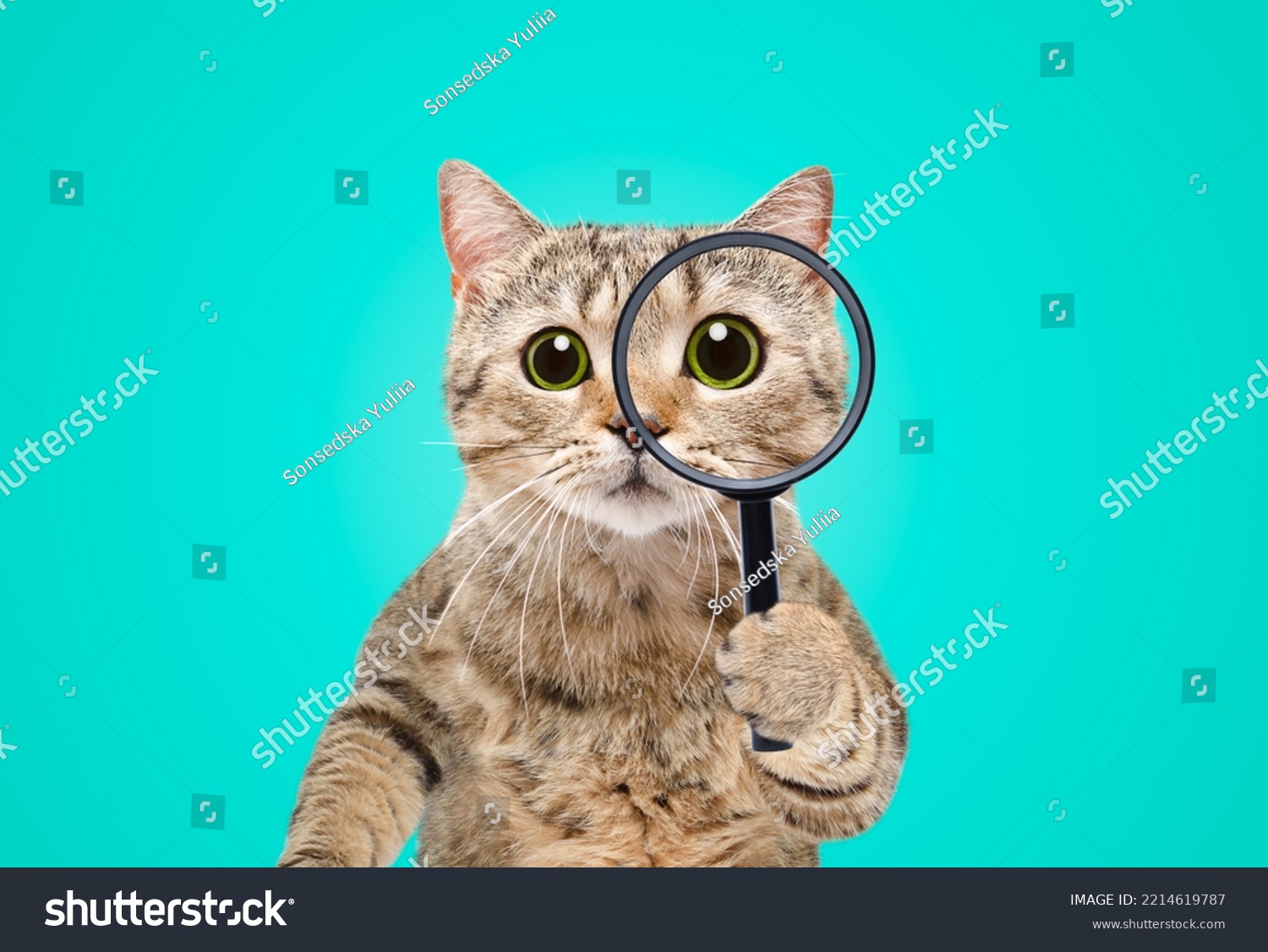 Portrait of a funny curious cat scottish straight looking through a magnifying glass on a blue background #2214619787