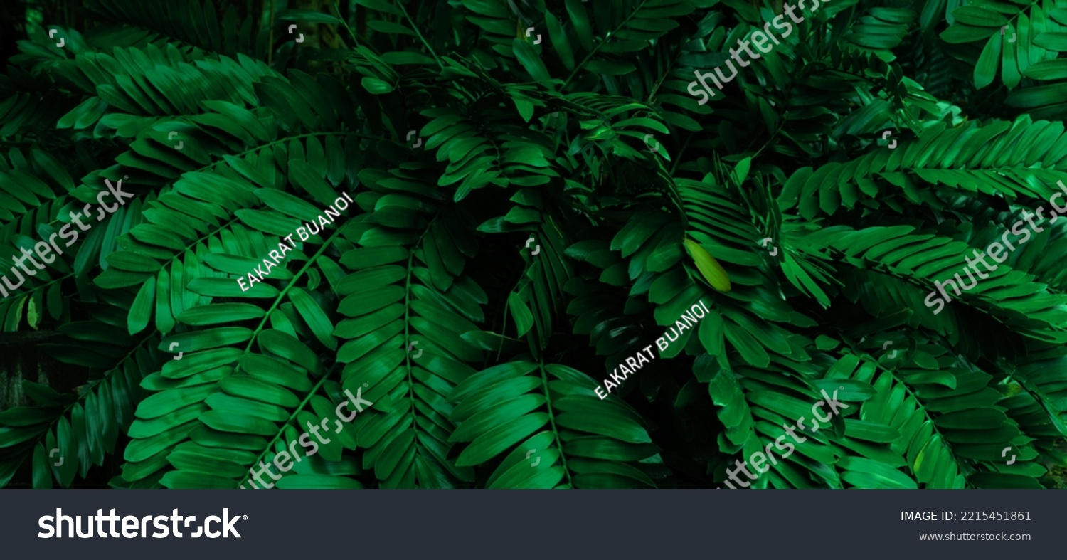 Dark green tropical leaf group background panoramic background concept of nature #2215451861