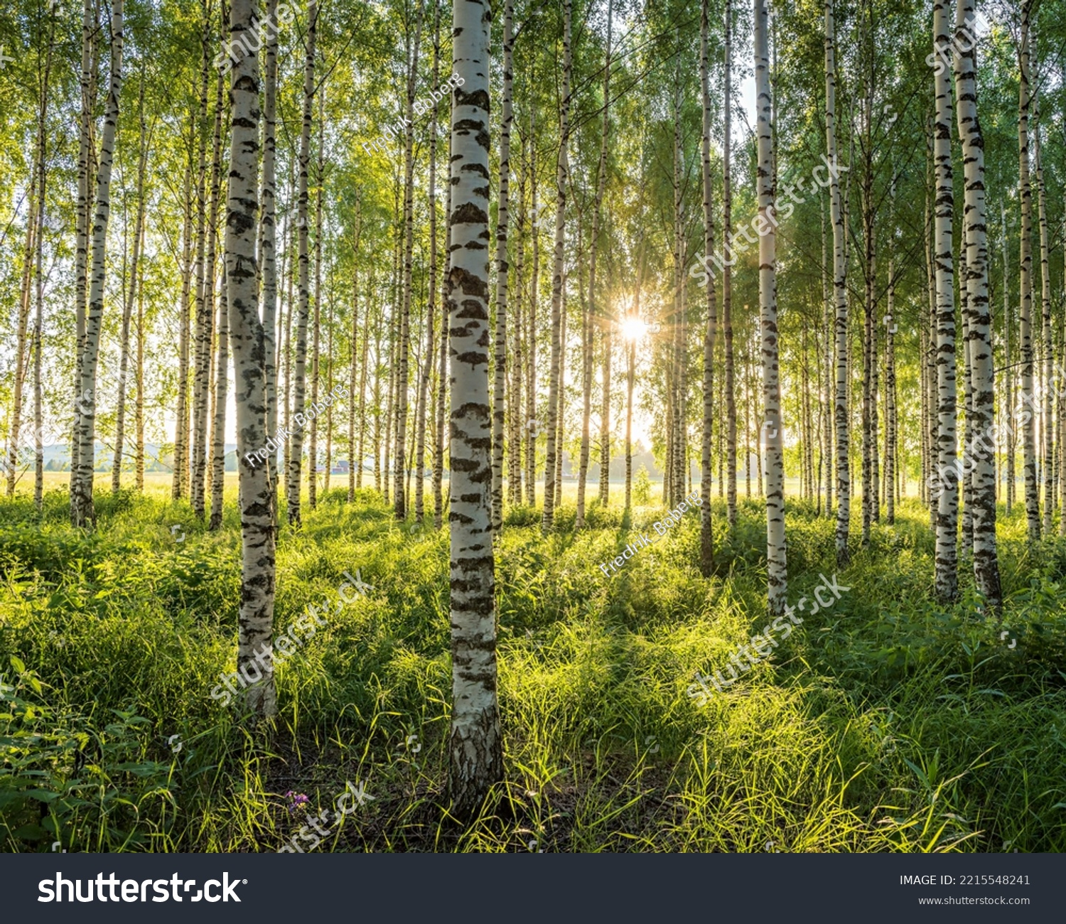 Golden light in the birch forest #2215548241