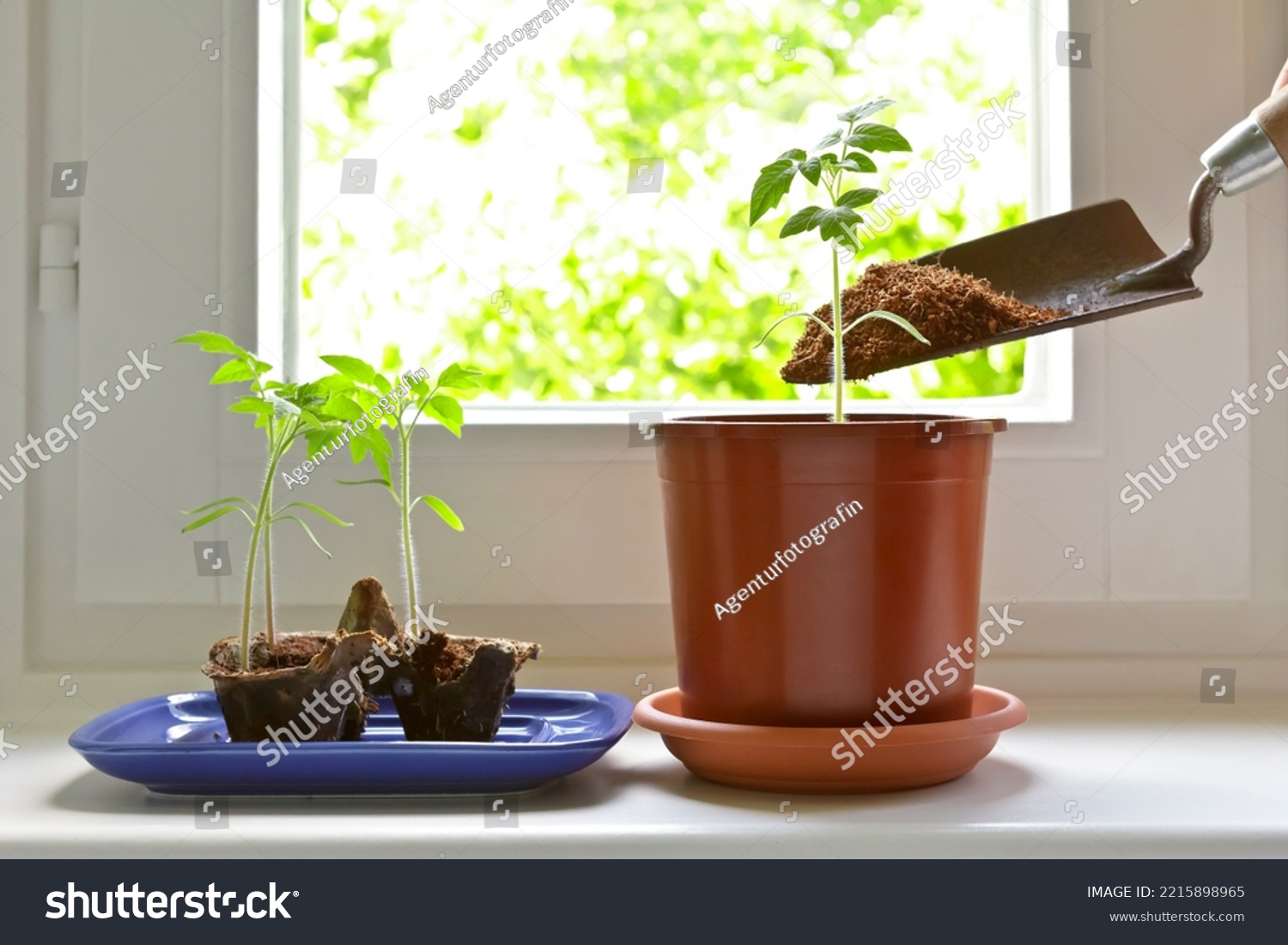 Step by step instruction for growing tomato plants from seeds on a windowsill: 8. choose strongest plants and repot them into bigger containers #2215898965