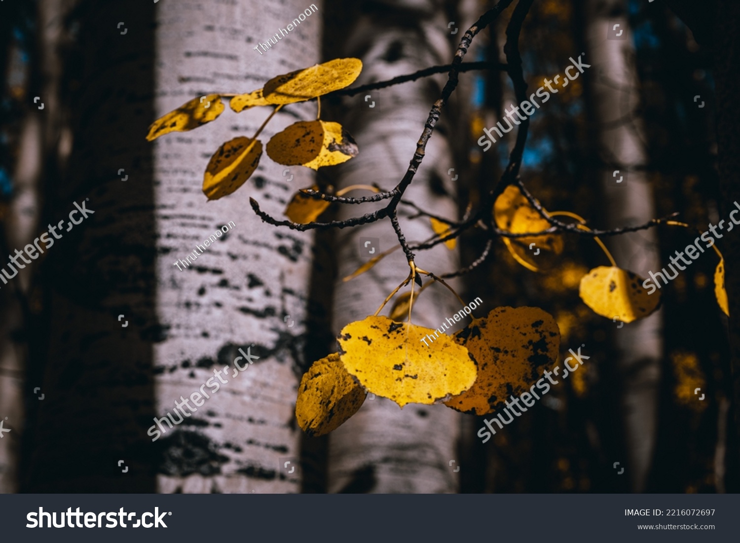 Yellow aspen leaf at Winter park Colorado. #2216072697