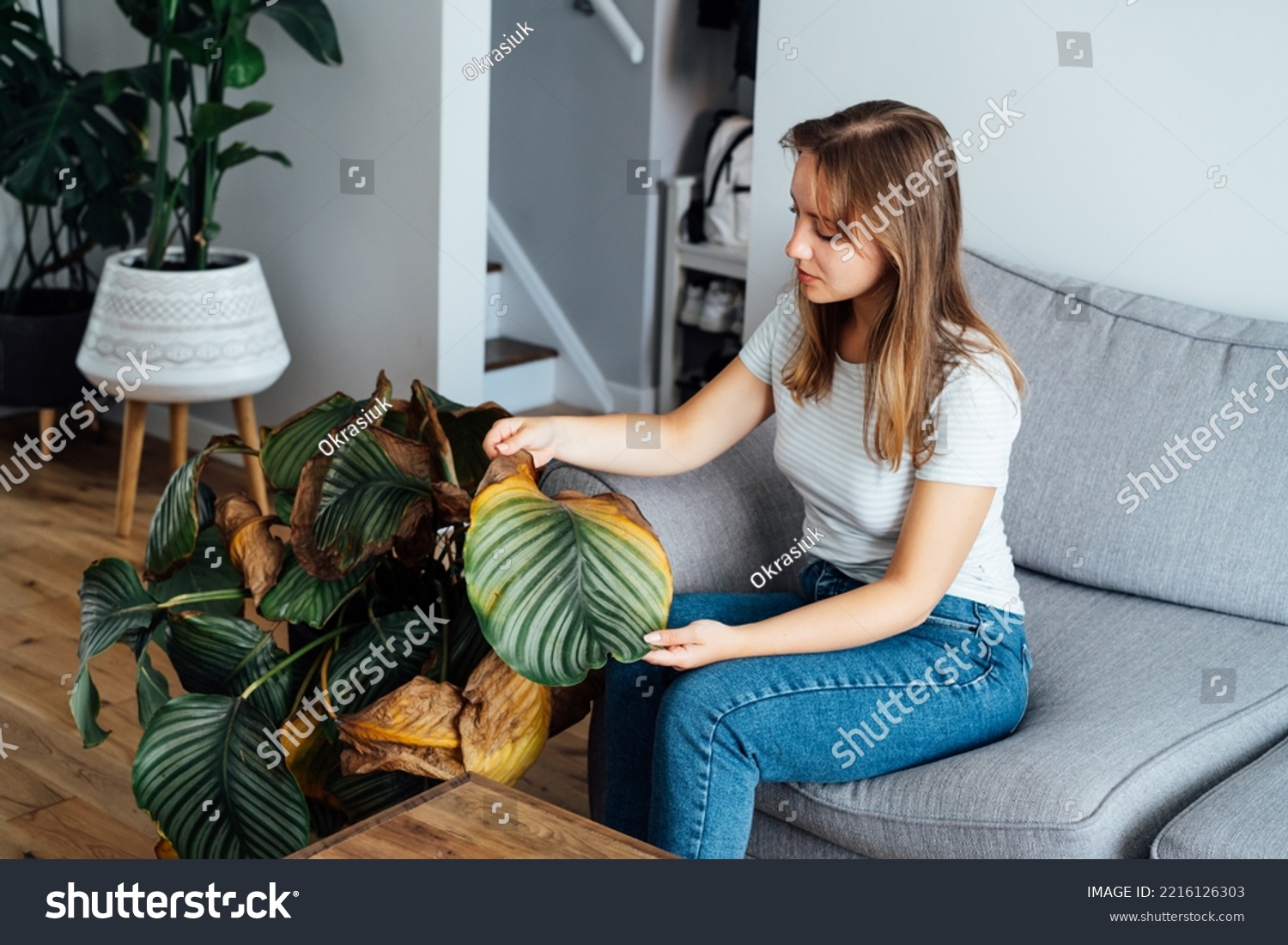 Young upset, sad woman examining dried dead foliage of her home plant Calathea. Houseplants diseases. Diseases Disorders Identification and Treatment, Houseplants sun burn. Damaged Leaves #2216126303