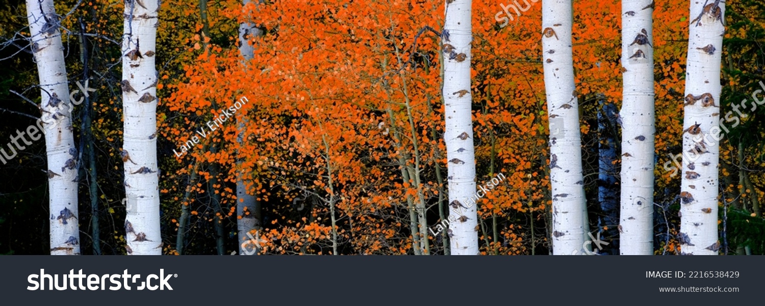 Aspen birth trees in autumn fall with white trunks details of foliage forest #2216538429