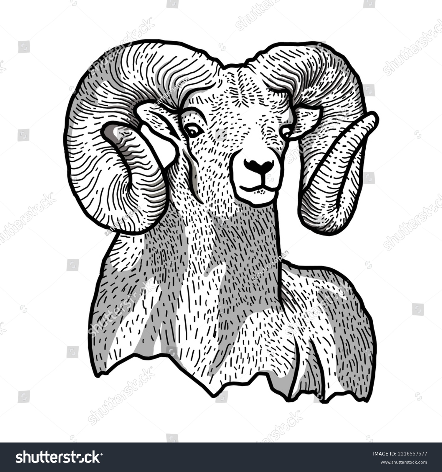 Mountain goat mascot with vector head of bighorn - Royalty Free Stock ...