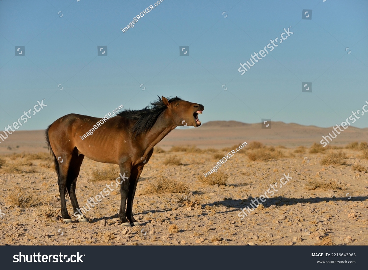 neighing desert horse, Namibian wild horse or Namib Desert horse (Equus ferus) near waterhole Garub, near Aus, Karas Region, Namibia #2216643063